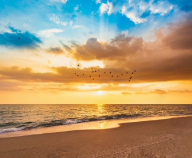 Flock of birds flying over a beach at sunset